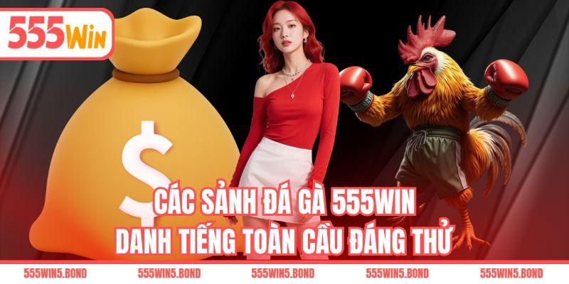 Các sảnh đá gà 555WIN danh tiếng toàn cầu đáng thử