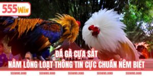 Đá Gà Cựa Sắt - Nằm Lòng Loạt Thông Tin Cực Chuẩn Nêm Biết