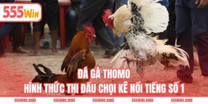 Đá Gà Thomo - Hình Thức Thi Đấu Chọi Kê Nổi Tiếng Số 1