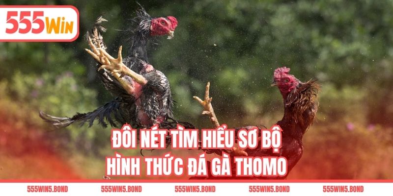 Đôi nét tìm hiểu sơ bộ hình thức đá gà Thomo