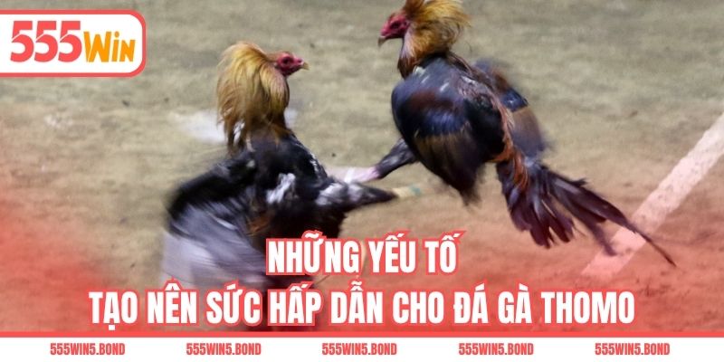 Những yếu tố tạo nên sức hấp dẫn cho đá gà Thomo