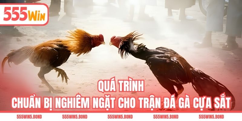 Quá trình chuẩn bị nghiêm ngặt cho trận đá gà cựa sắt