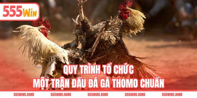 Quy trình tổ chức một trận đấu đá gà Thomo chuẩn
