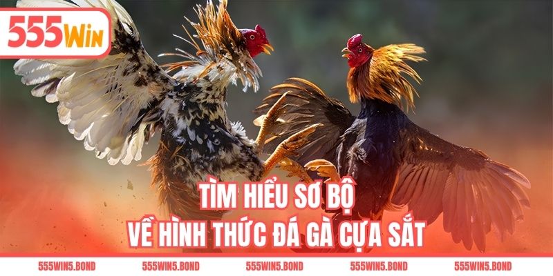 Tìm hiểu sơ bộ về hình thức đá gà cựa sắt